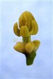  Stamens (Young) and Disc glands in male floral bud
